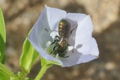 Ceratina smaragdula
