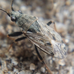 Peritrechus gracilicornis