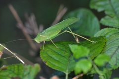 Sinochlora longifissa