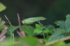 Sinochlora longifissa