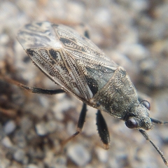 Peritrechus gracilicornis