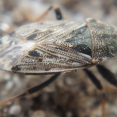 Peritrechus gracilicornis