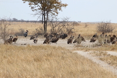Leptoptilos crumenifer
