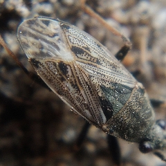 Peritrechus gracilicornis
