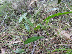 Cryptostylis