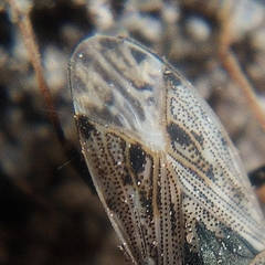 Peritrechus gracilicornis