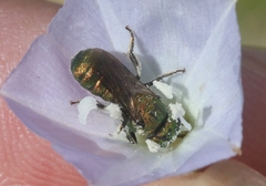 Ceratina smaragdula