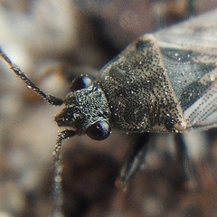 Peritrechus gracilicornis