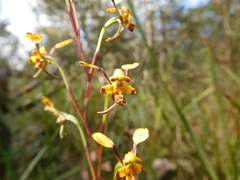 Diuris maculata