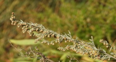 Artemisia absinthium