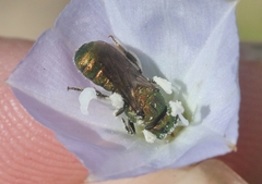 Ceratina smaragdula