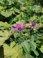 Centaurea