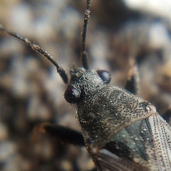 Peritrechus gracilicornis