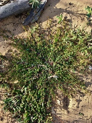 Calandrinia corrigioloides