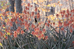 Chalcomitra senegalensis gutturalis