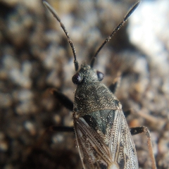 Peritrechus gracilicornis