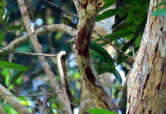 Psilopogon mystacophanos