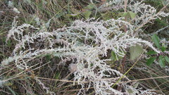 Artemisia austriaca