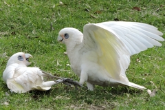 Cacatua sanguinea