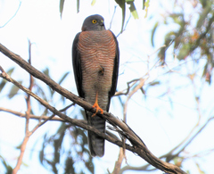 Accipiter cirrocephalus