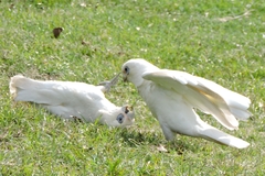 Cacatua sanguinea