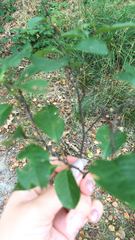 Prunus padus