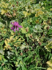 Centaurea