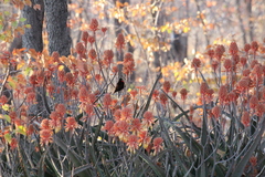 Chalcomitra senegalensis gutturalis