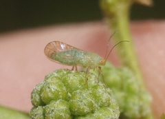 Euceropsylla orizabensis