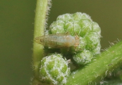 Euceropsylla orizabensis