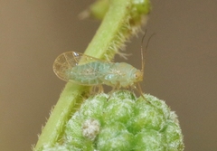Euceropsylla orizabensis