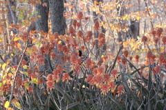 Chalcomitra senegalensis gutturalis