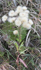 Erigeron acris podolicus