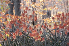 Chalcomitra senegalensis gutturalis