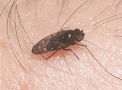 Scatella