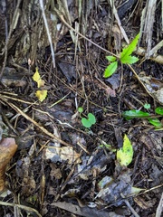 Corybas trilobus aggregate