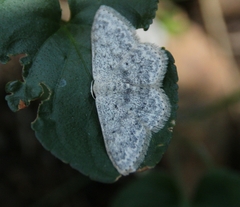 Scopula marginepunctata