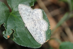 Scopula marginepunctata