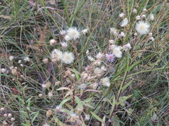 Erigeron acris podolicus