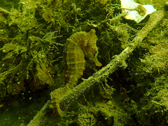 Hippocampus whitei