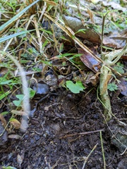 Corybas trilobus aggregate