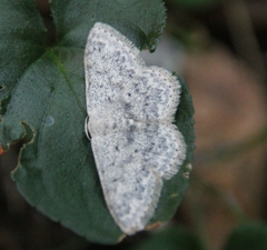 Scopula marginepunctata