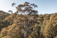 Eucalyptus viminalis