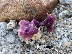 Chondracanthus exasperatus