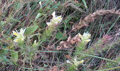 Melampyrum argyrocomum