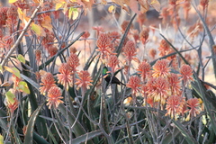 Cinnyris mariquensis