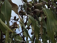 Corymbia ptychocarpa