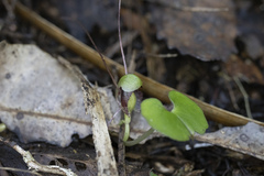 Corybas trilobus aggregate