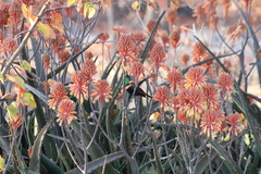 Cinnyris mariquensis