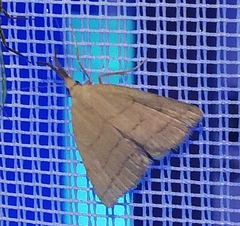 Polypogon tentacularia